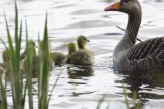 Greylag Goose with Chicks on Lake