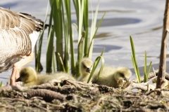 Greylag Goose with Chicks on Bank