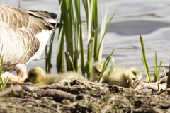 Greylag Goose with Chicks on Bank