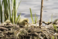 Greylag Goose Chicks on Bank