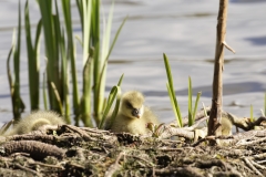 Greylag Goose Chicks on Bank