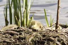 Greylag Goose Chicks on Bank