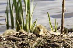 Greylag Goose Chicks on Bank