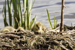 Greylag Goose Chicks on Bank