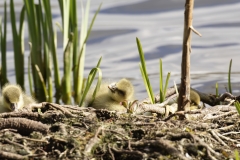 Greylag Goose Chicks on Bank