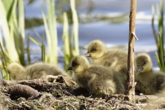 Greylag Chicks on Lake Bank