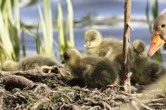 Greylag Goose with Greylag Chicks on Lake Bank