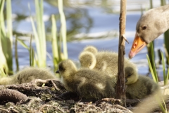 Greylag Goose with Greylag Chicks on Lake Bank