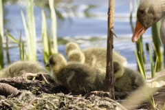 Greylag Goose with Greylag Chicks on Lake Bank