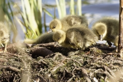 Greylag Chicks on Lake Bank