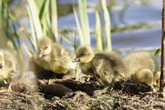 Greylag Chicks on Lake Bank