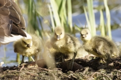 Greylag Goose with Greylag Chicks on Lake Bank