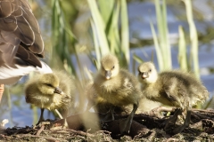 Greylag Goose with Greylag Chicks on Lake Bank