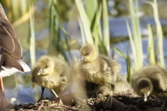 Greylag Goose with Greylag Chicks on Lake Bank