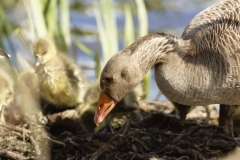 Greylag Goose with Greylag Chicks on Lake Bank