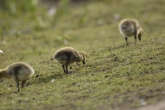 Greylag Chicks on Lake Bank