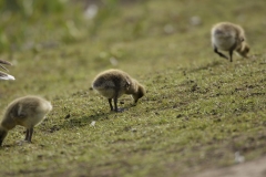 Greylag Chicks on Lake Bank