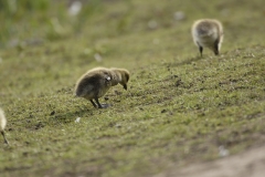 Greylag Chicks on Lake Bank