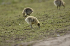 Greylag Chicks on Lake Bank