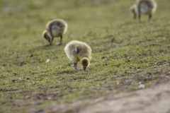 Greylag Chicks on Lake Bank