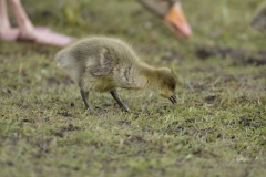 Greylag Goose with Greylag Chicks on Lake Bank