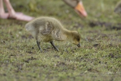 Greylag Goose with Greylag Chicks on Lake Bank