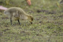 Greylag Chicks on Lake Bank