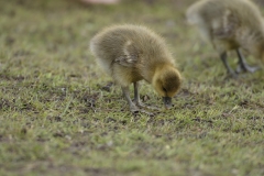 Greylag Chicks on Lake Bank