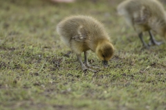 Greylag Chicks on Lake Bank