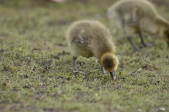 Greylag Chicks on Lake Bank