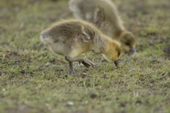 Greylag Chicks on Lake Bank