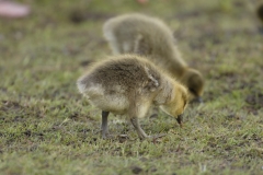 Greylag Chicks on Lake Bank