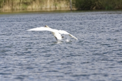 Mute Swan Back View Landing on Lake