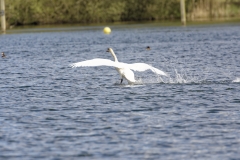 Mute Swan Back View Landing on Lake