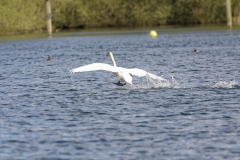 Mute Swan Back View Landing on Lake