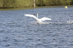 Mute Swan Back View Landing on Lake