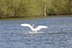 Mute Swan Back View Landing on Lake