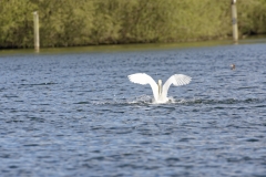 Mute Swan Back View Landing on Lake