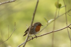 Robin Side View on Branch