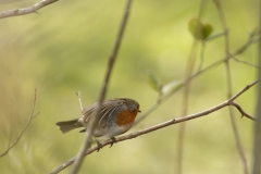 Robin Side View on Branch