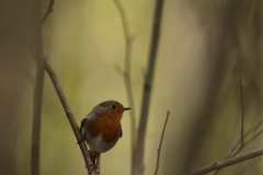 Robin Front View on Branch