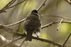 Male Blackcap Back View on Branch