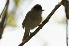 Male Blackcap Side View on Branch