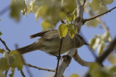 Female Blackcap Side View on Branch