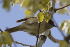 Female Blackcap Side View on Branch