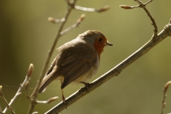 Robin Side View on Branch