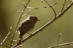 Robin Side View on Branch