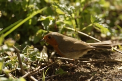 Robin Side View on Ground