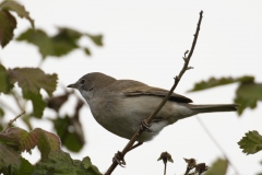 Male Whitethroat Side View on Branch