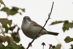 Male Whitethroat Side View on Branch